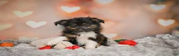 Miniature Australian Shepherd dogs for sale: Alice - Ad 9
