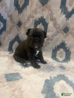 French Bulldog dogs Diamond - Ad 9