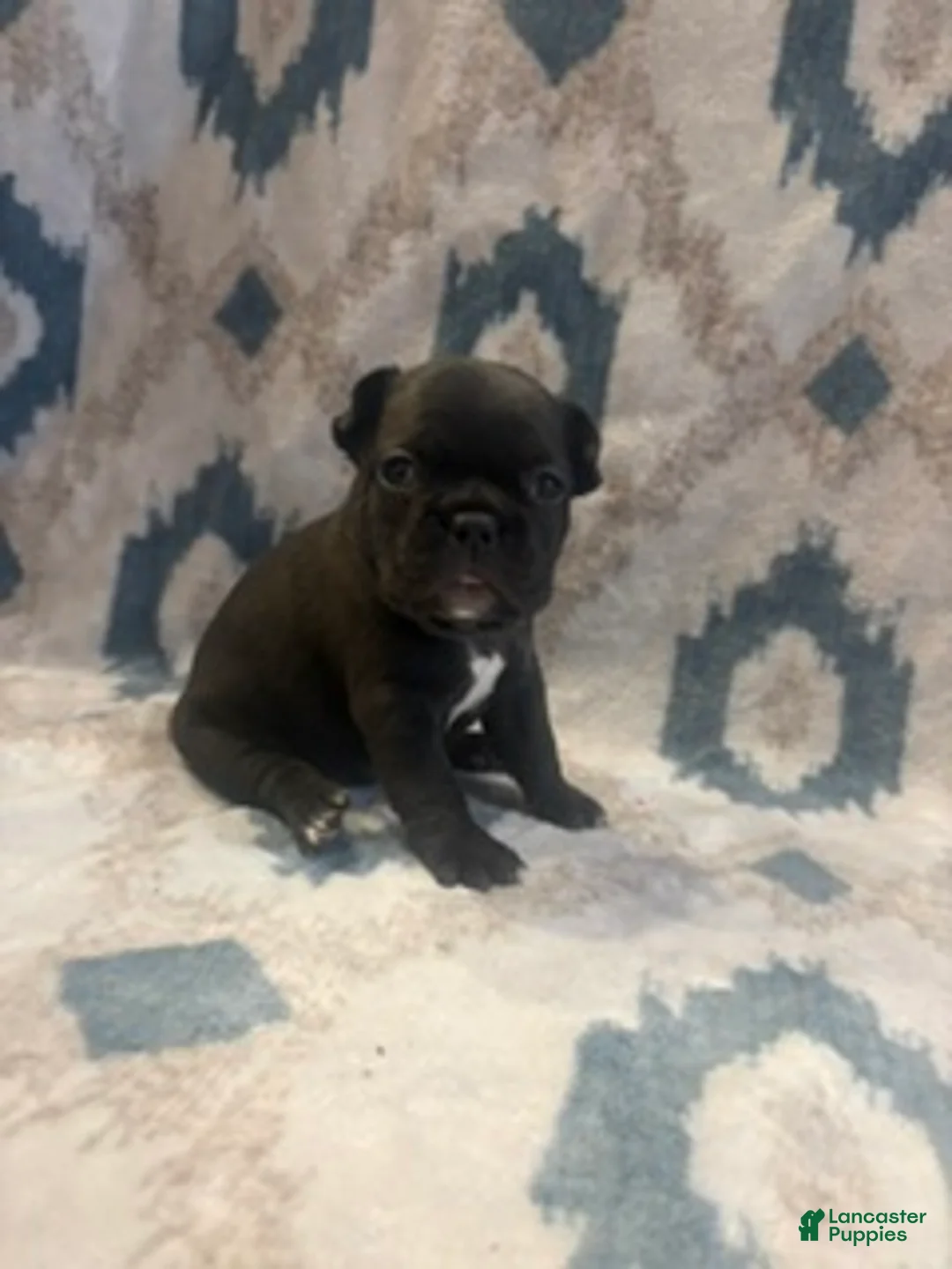 French Bulldog dogs for sale: Diamond - Ad 1