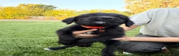 Mixed Breed dogs for sale: Doberdoodle 5 - Ad 2