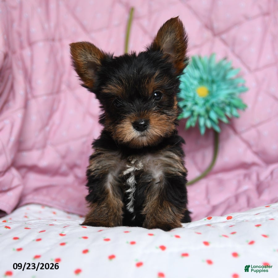 Yorkshire Terrier dogs Pepper - Ad 2