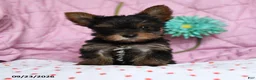 Yorkshire Terrier dogs for sale: Pepper - Ad 2