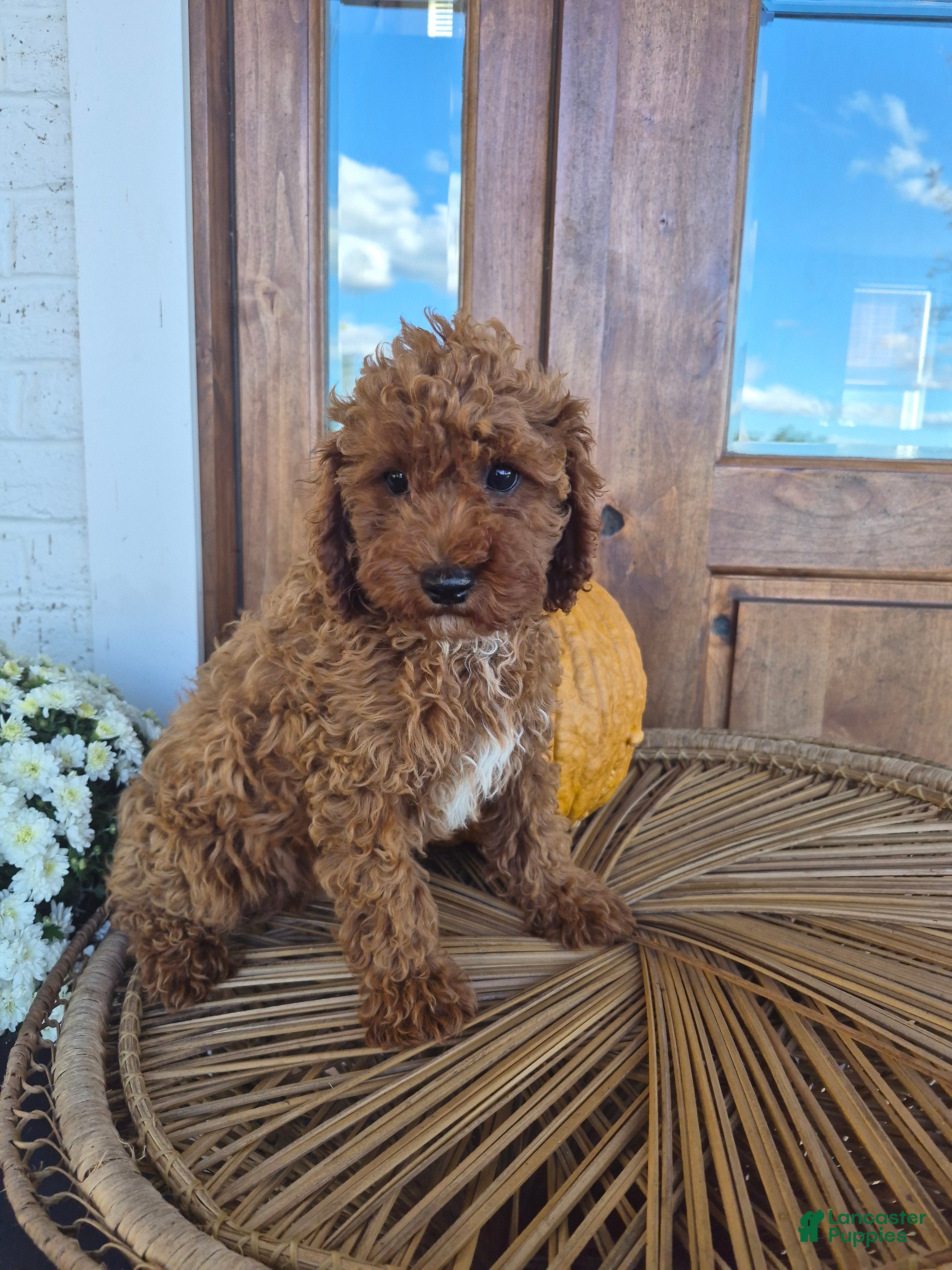Cavapoo dogs Callie - Ad 1
