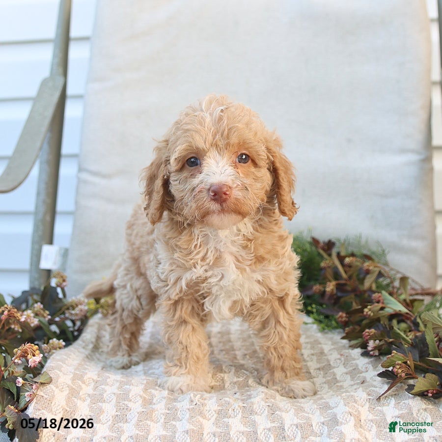 Mini Goldendoodle dogs Mabel - Ad 2