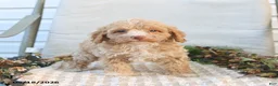 Mini Goldendoodle dogs for sale: Mabel - Ad 2