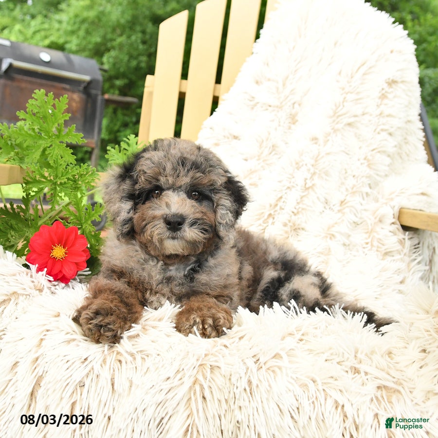 Mini Goldendoodle dogs Julia - Ad 2