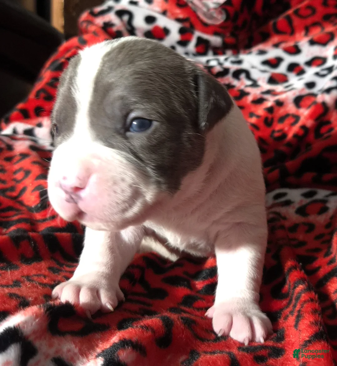 Mixed Breed dogs for sale: "BIGGIE SMALLZ" - Ad 5