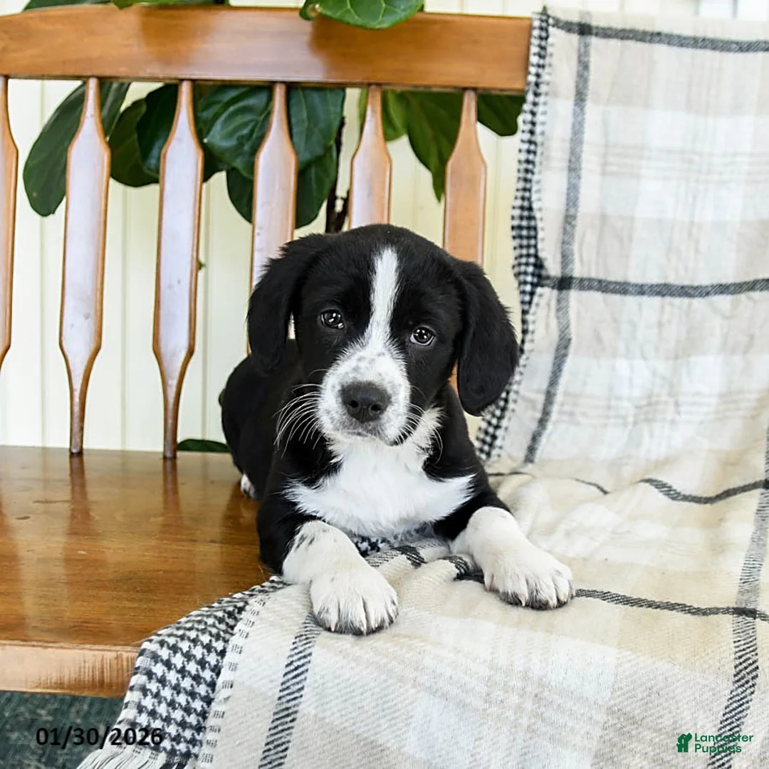 Mixed Breed dogs for sale: Shamrock - Ad 2