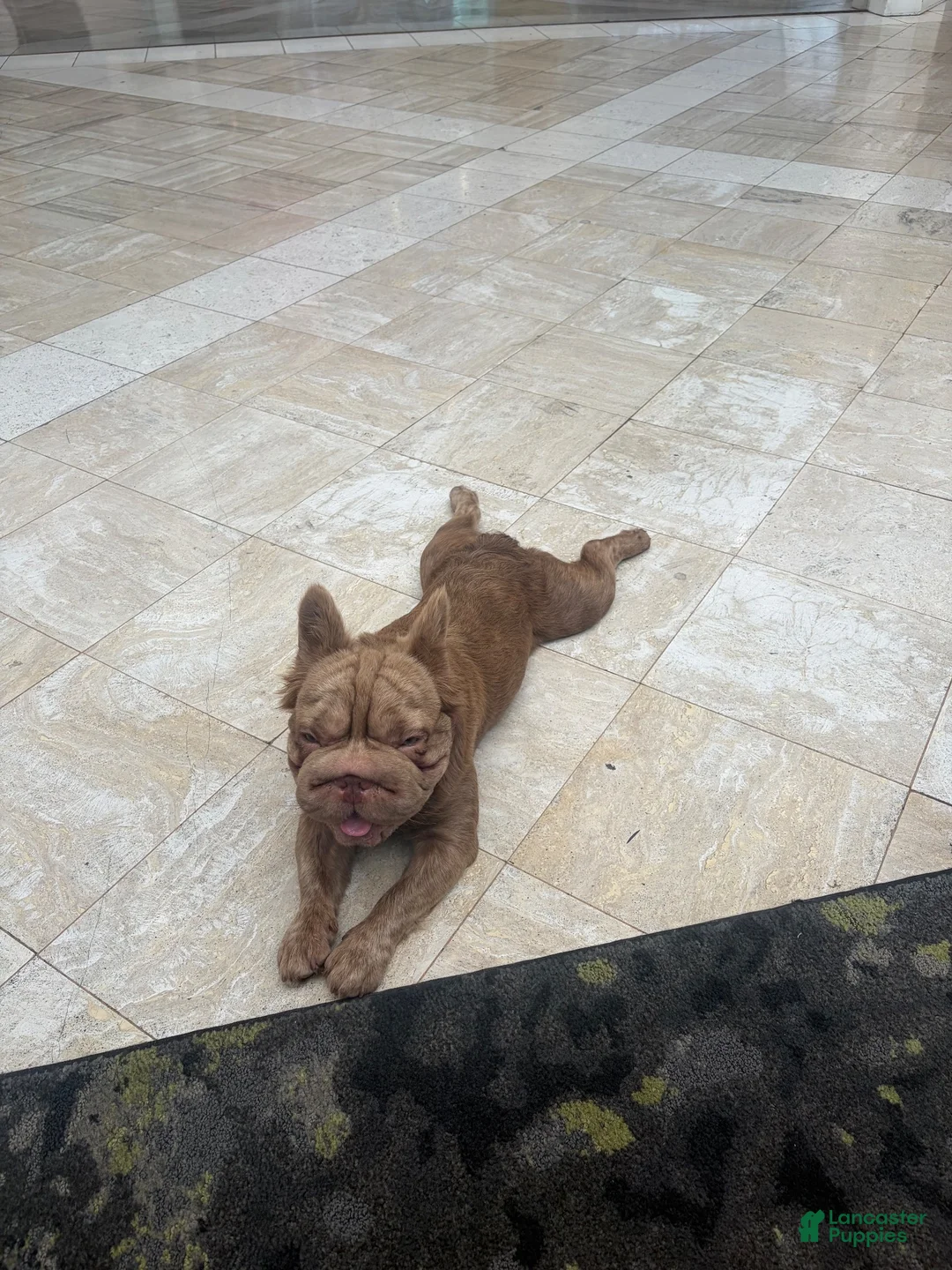 French Bulldog dogs for sale: French Bulldog 1 - Ad 2