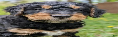 Snickers