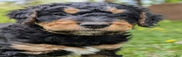Mixed Breed dogs for sale: Snickers - Ad 1