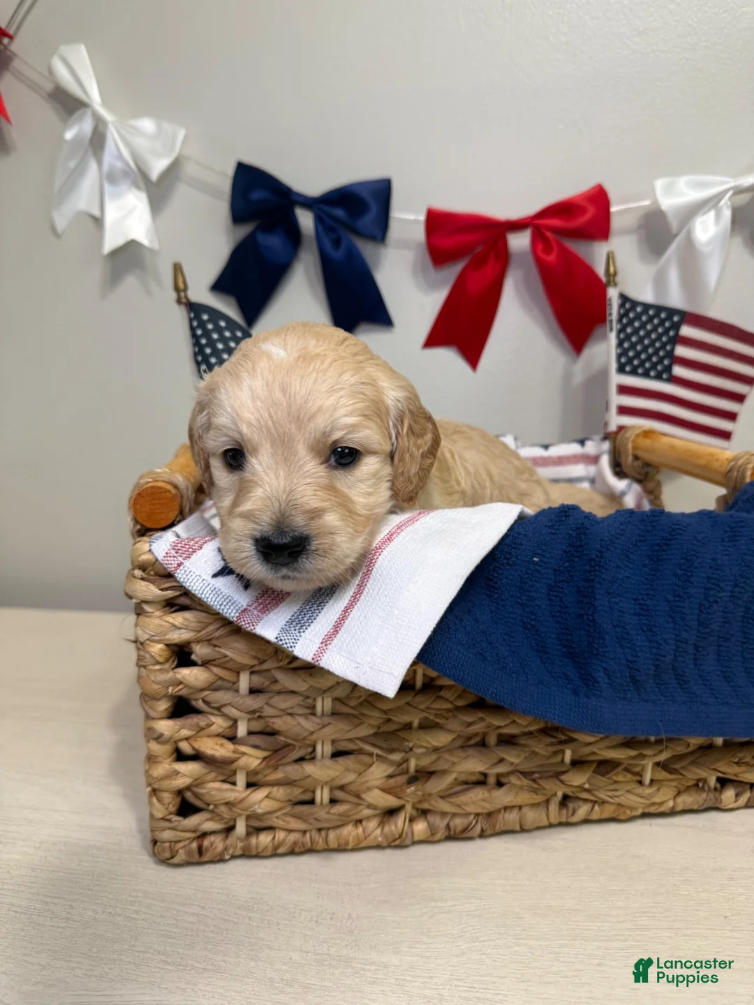 Mini Goldendoodle dogs for sale: Sweetie 🩷 - Ad 1