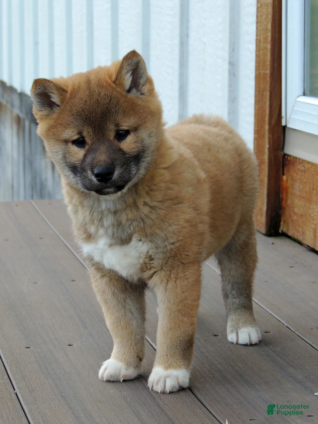 Shiba Inu dogs for sale: BINGO - Ad 1