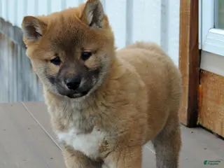 Shiba Inu dogs BINGO - Ad 3