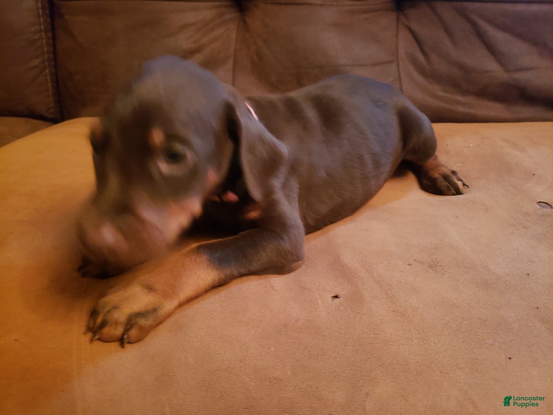 Doberman Pinscher dogs for sale: Armana - Ad 2