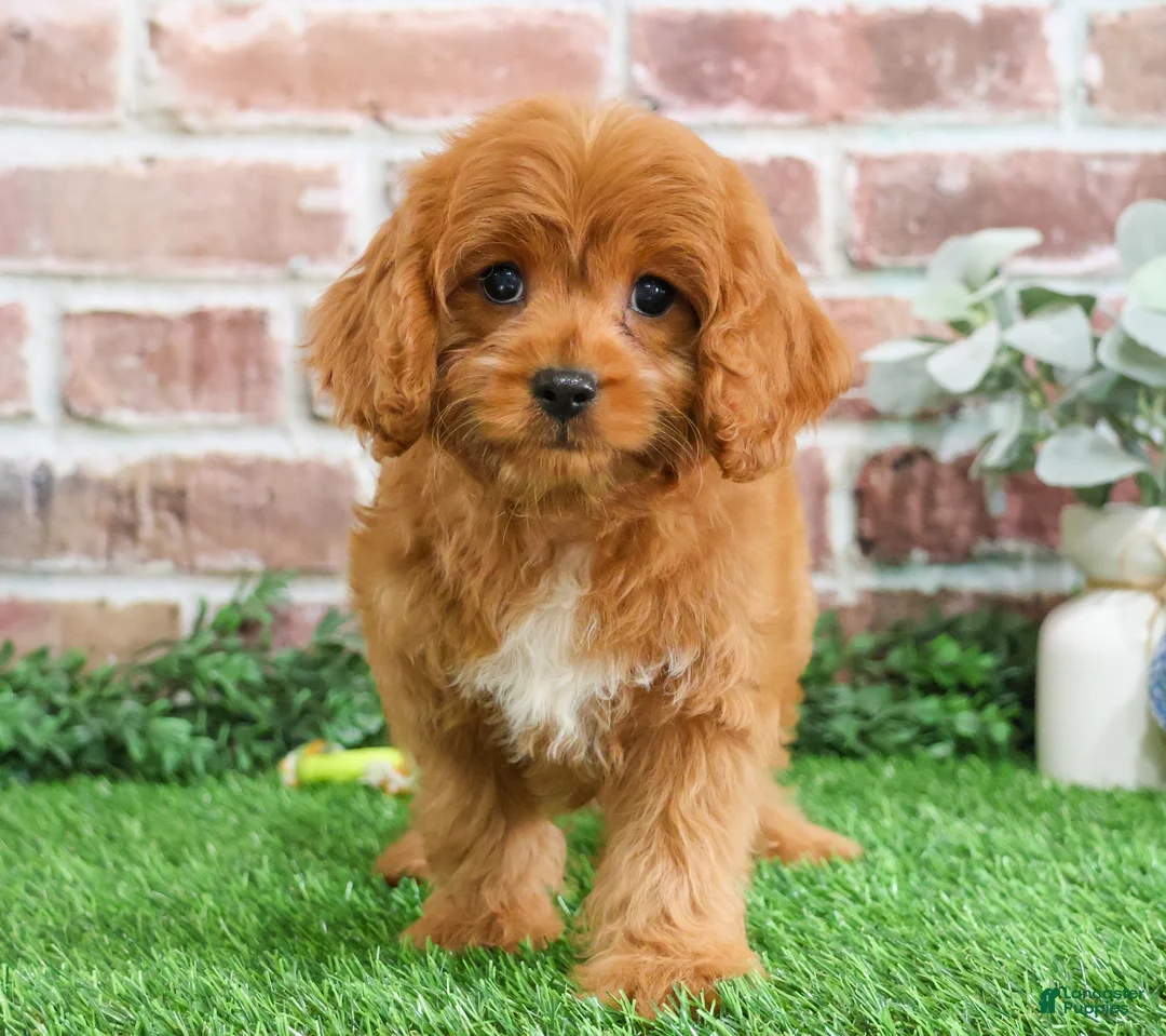 Cavapoo dogs for sale: Boone - Ad 3