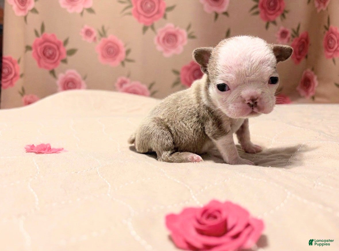 French Bulldog dogs Brownie - Ad 6