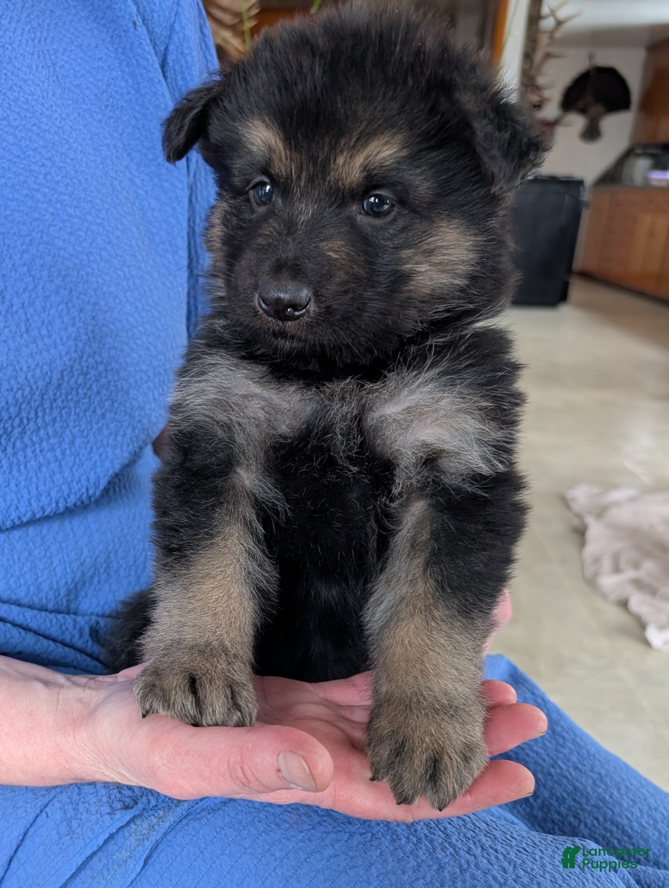 German Shepherd dogs Ridge  - Ad 1