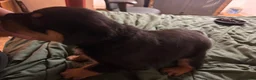Rottweiler dogs for sale: Rottweiler 1 - Ad 2