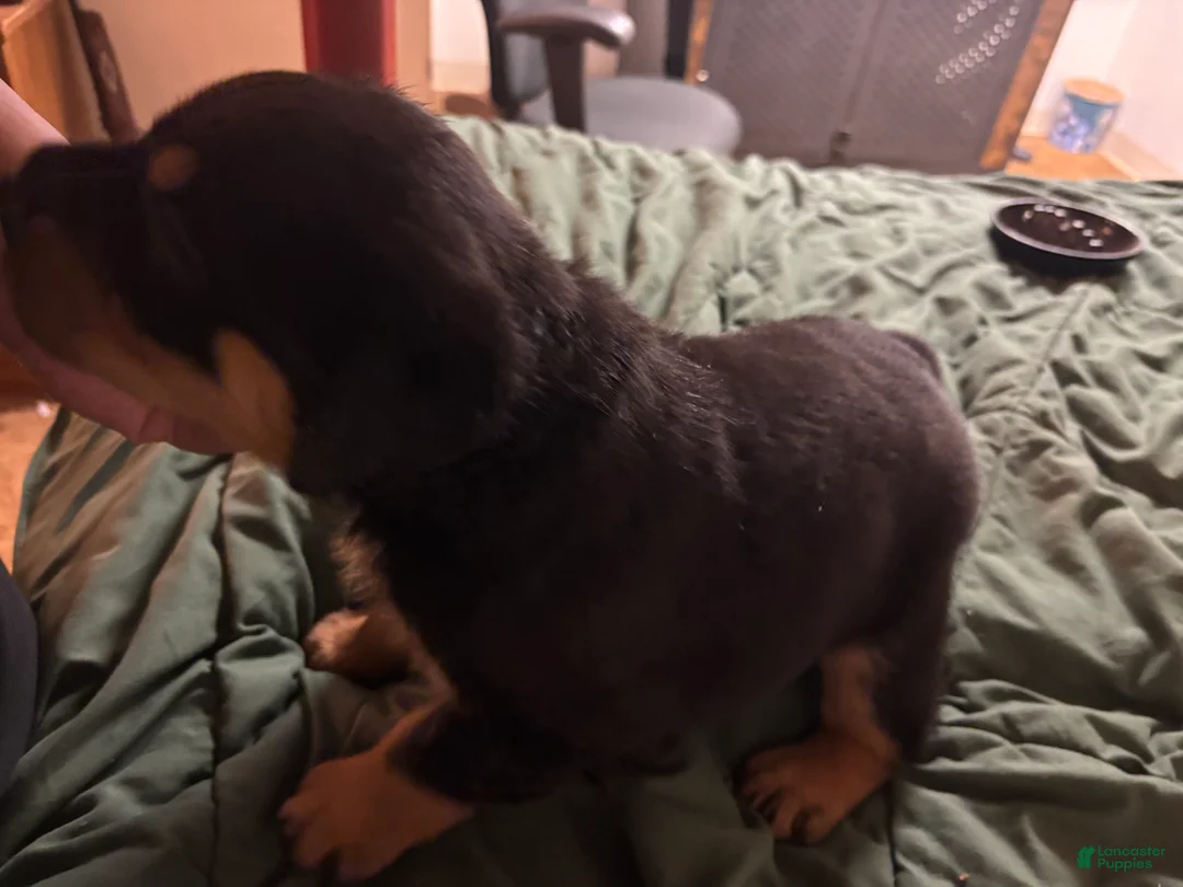 Rottweiler dogs for sale: Rottweiler 1 - Ad 2