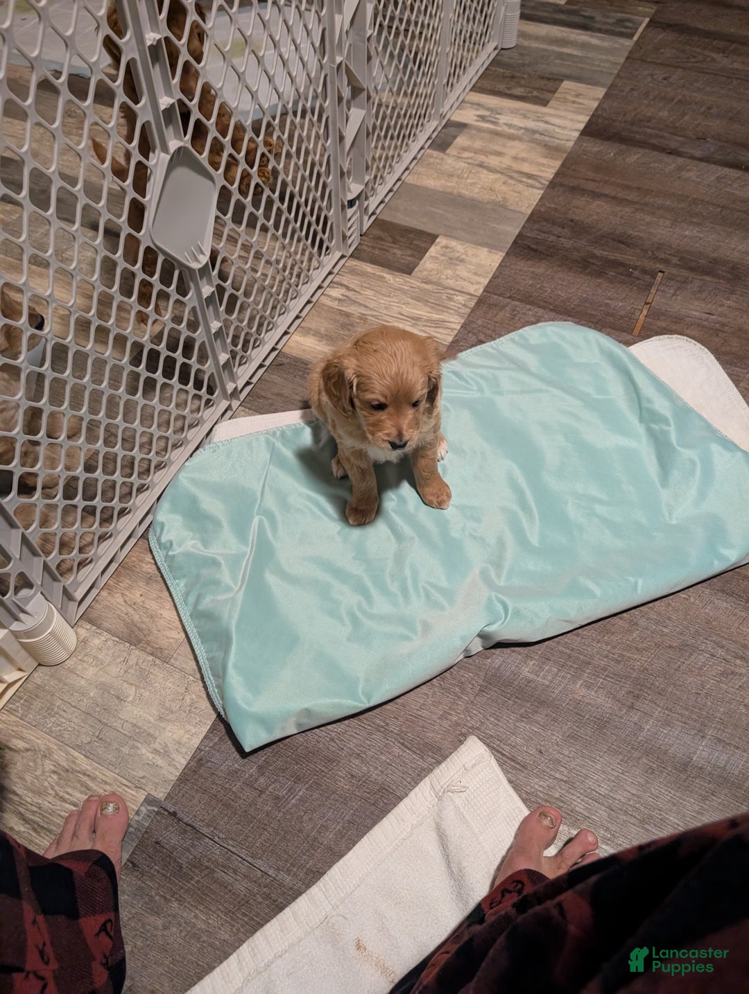 Mixed Breed dogs for sale: Milan Goldendoodle puppy - Ad 3