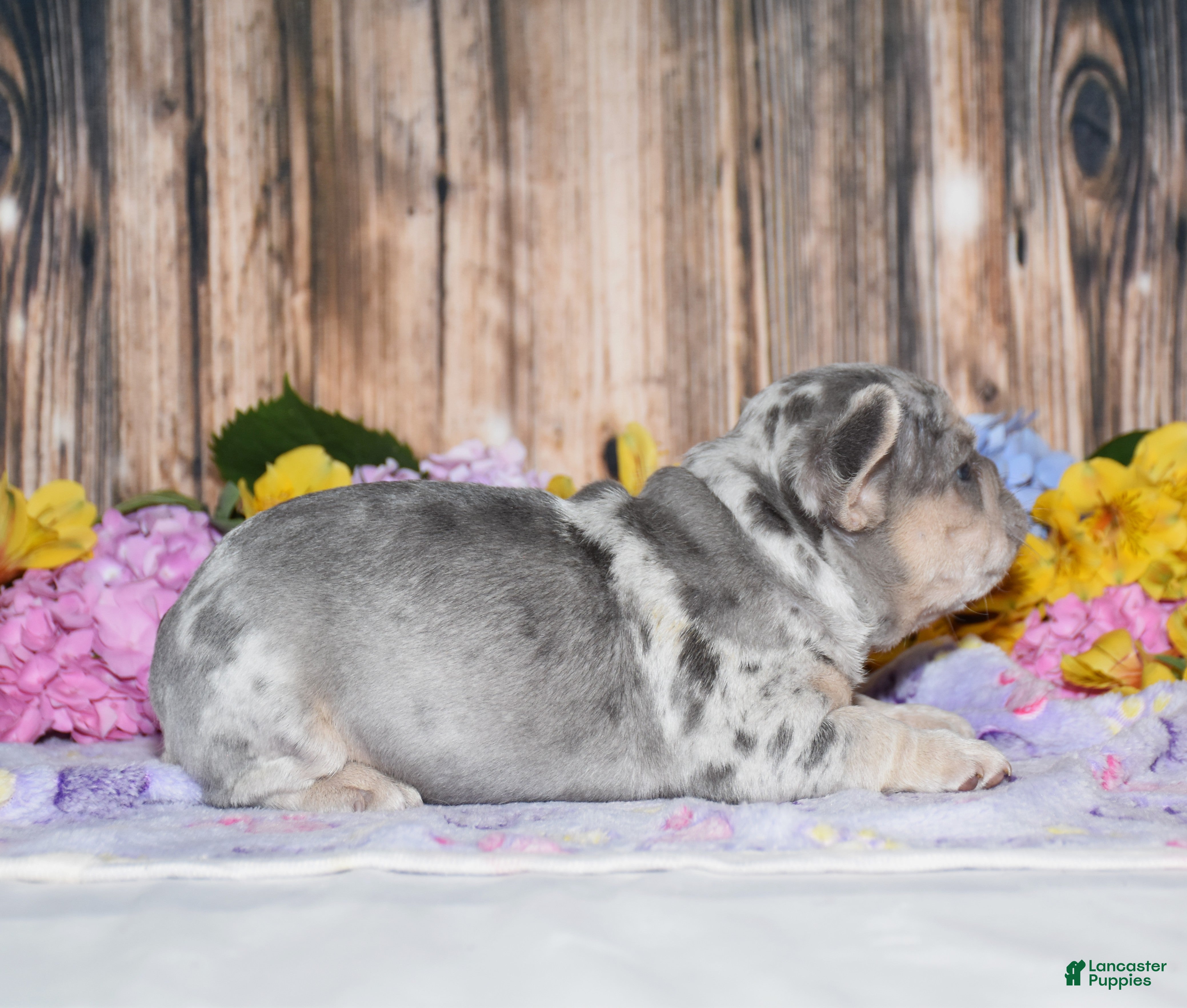French Bulldog dogs Fester - Ad 2