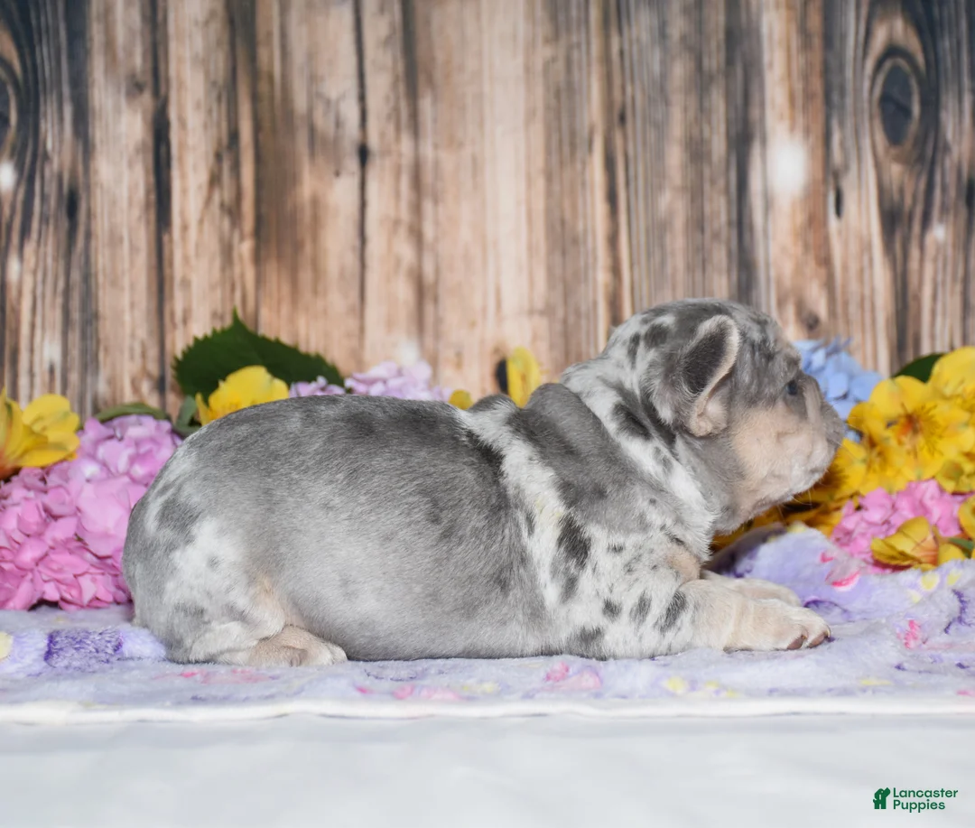 French Bulldog dogs for sale: Fester - Ad 2