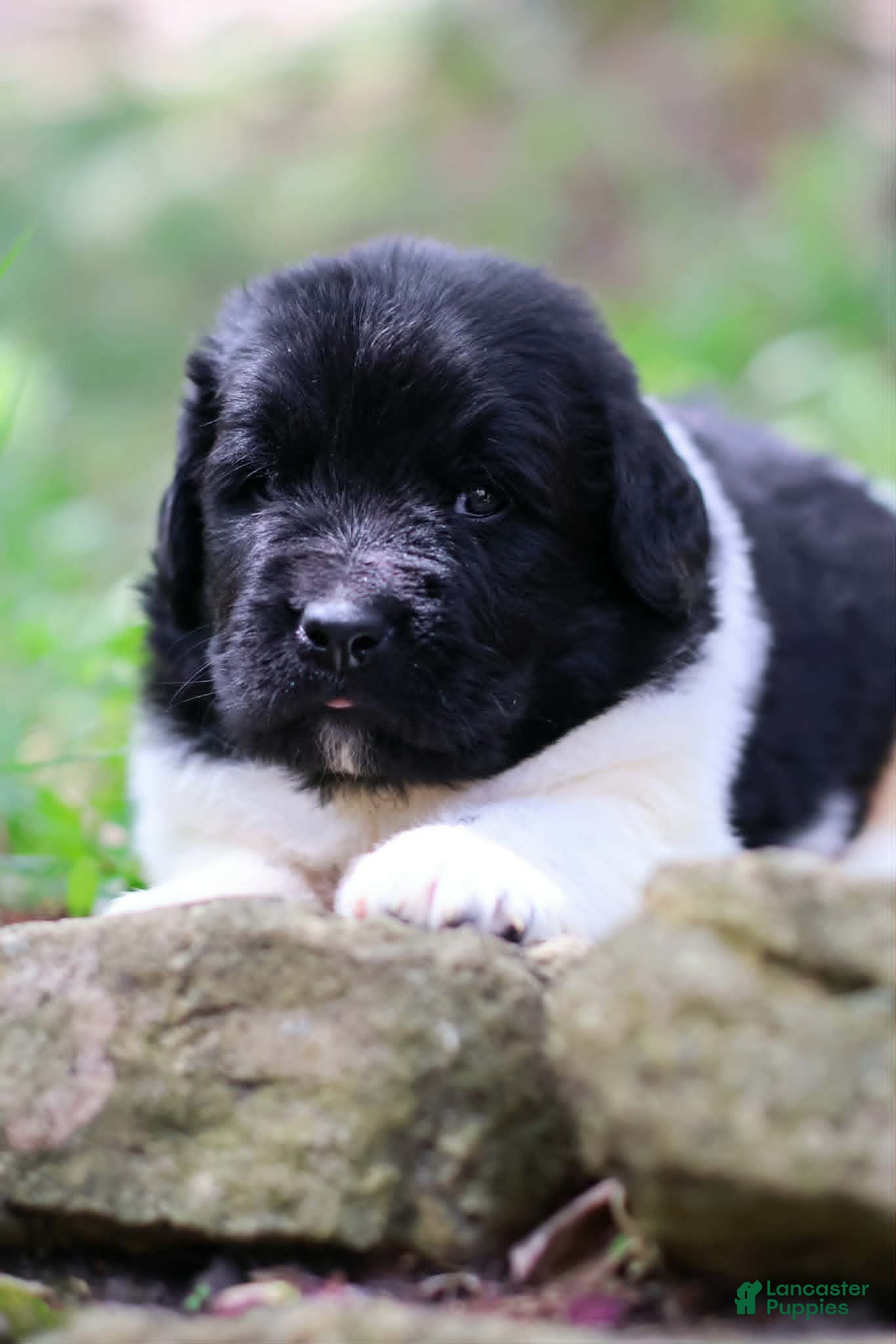 Newfoundland dogs for sale: Luigi - Ad 3