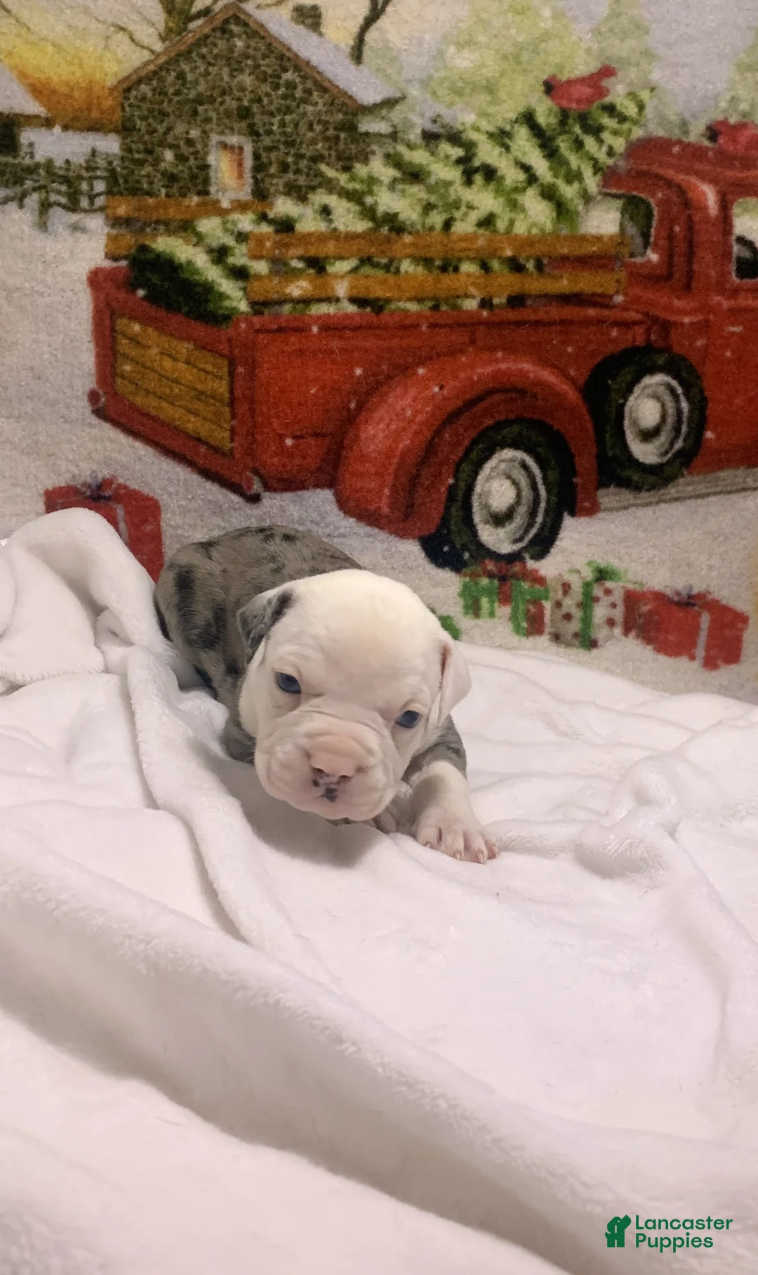 Mixed Breed dogs for sale: Lillith - Ad 11