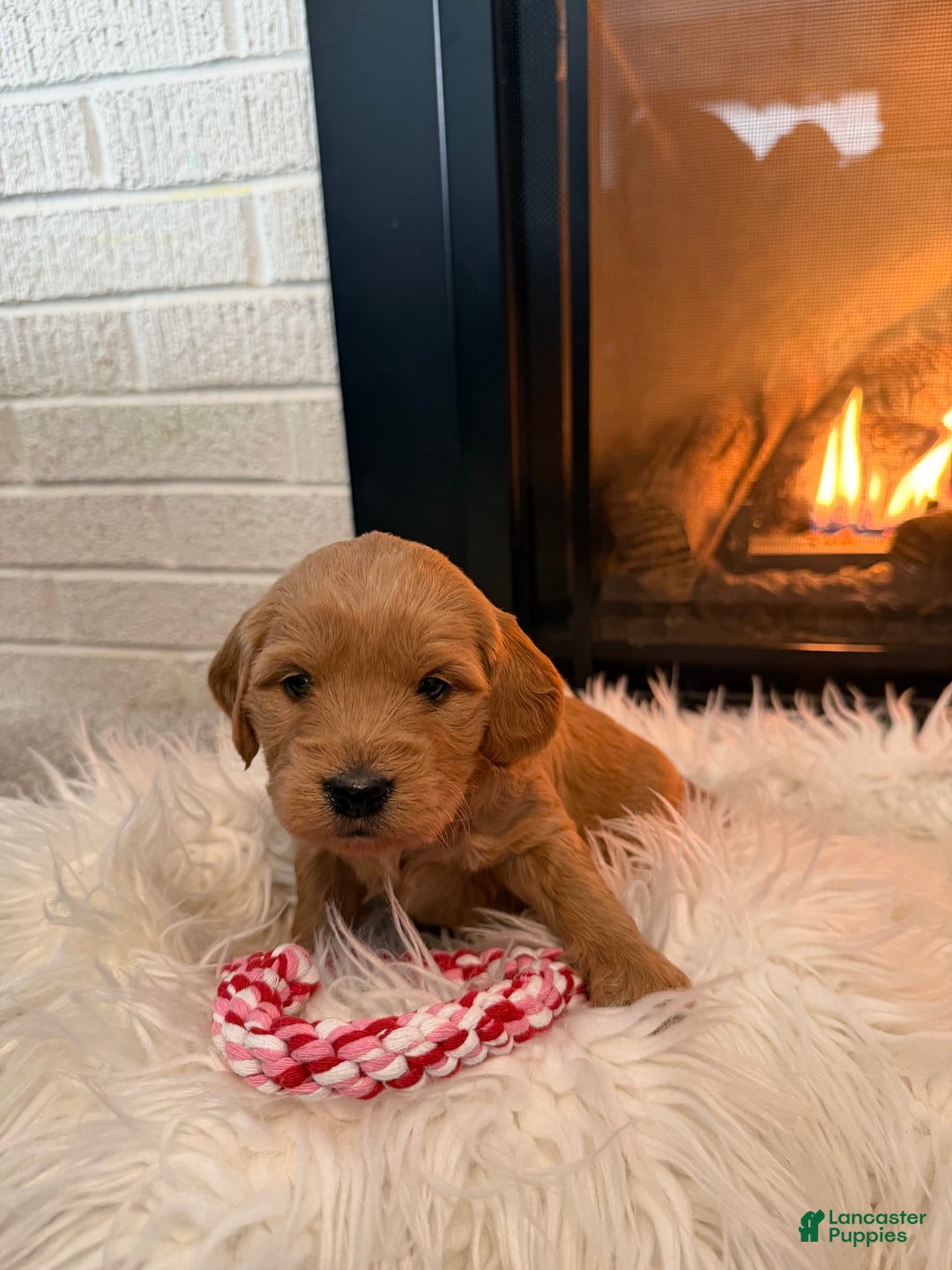 Mini Goldendoodle dogs for sale: Fudge - Ad 3