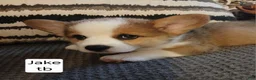 Welsh Corgi Pembroke dogs for sale: JAKE - Ad 3