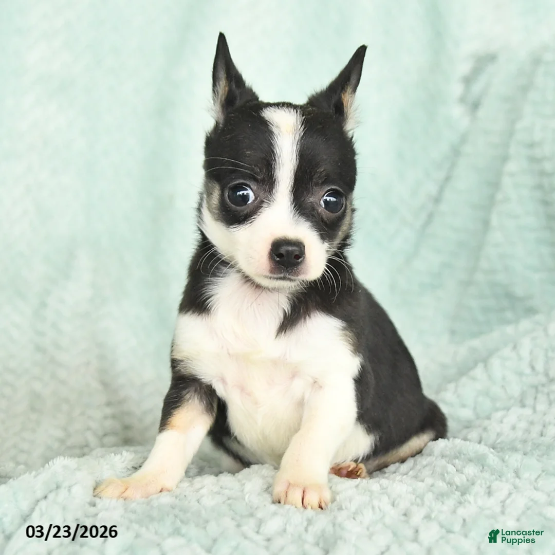 Chihuahua dogs for sale: Faith - Ad 5