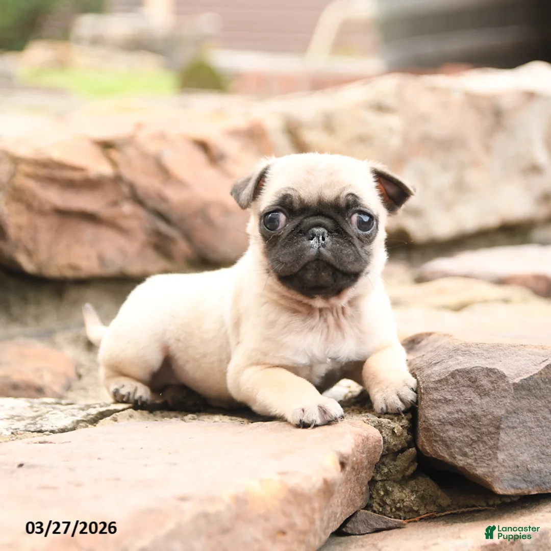 Pug dogs for sale: Max - Ad 3