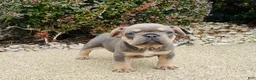 French Bulldog dogs for sale: Bella - Ad 8
