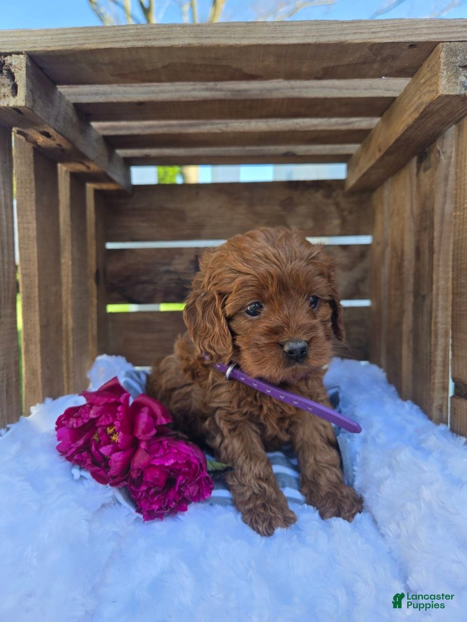 Cockapoo dogs Betzy - Ad 1