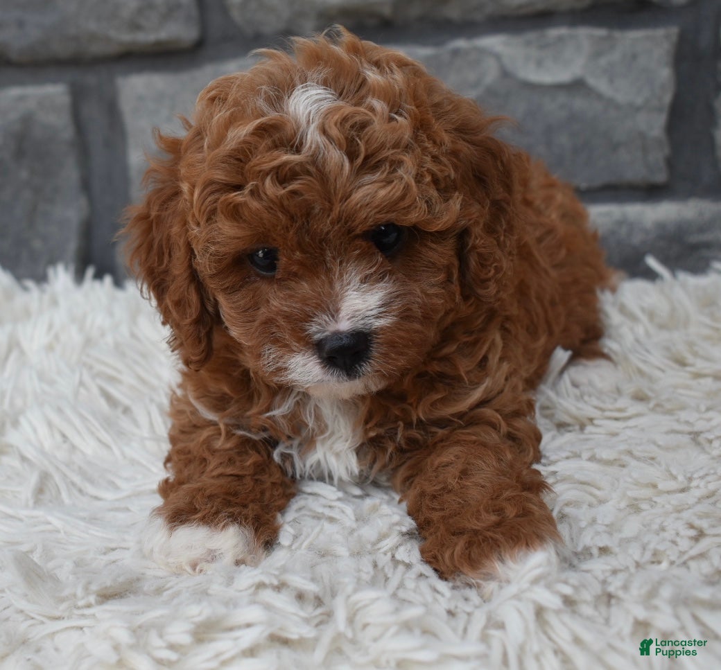Cavapoo dogs Reese  - Ad 2