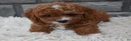 Cavapoo dogs for sale: Reese  - Ad 2