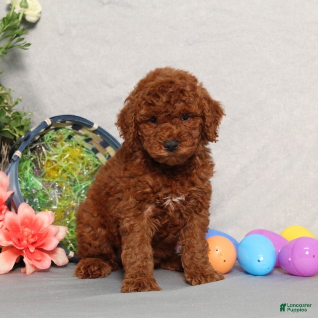 Miniature Poodle dogs Gracelynn - Ad 1