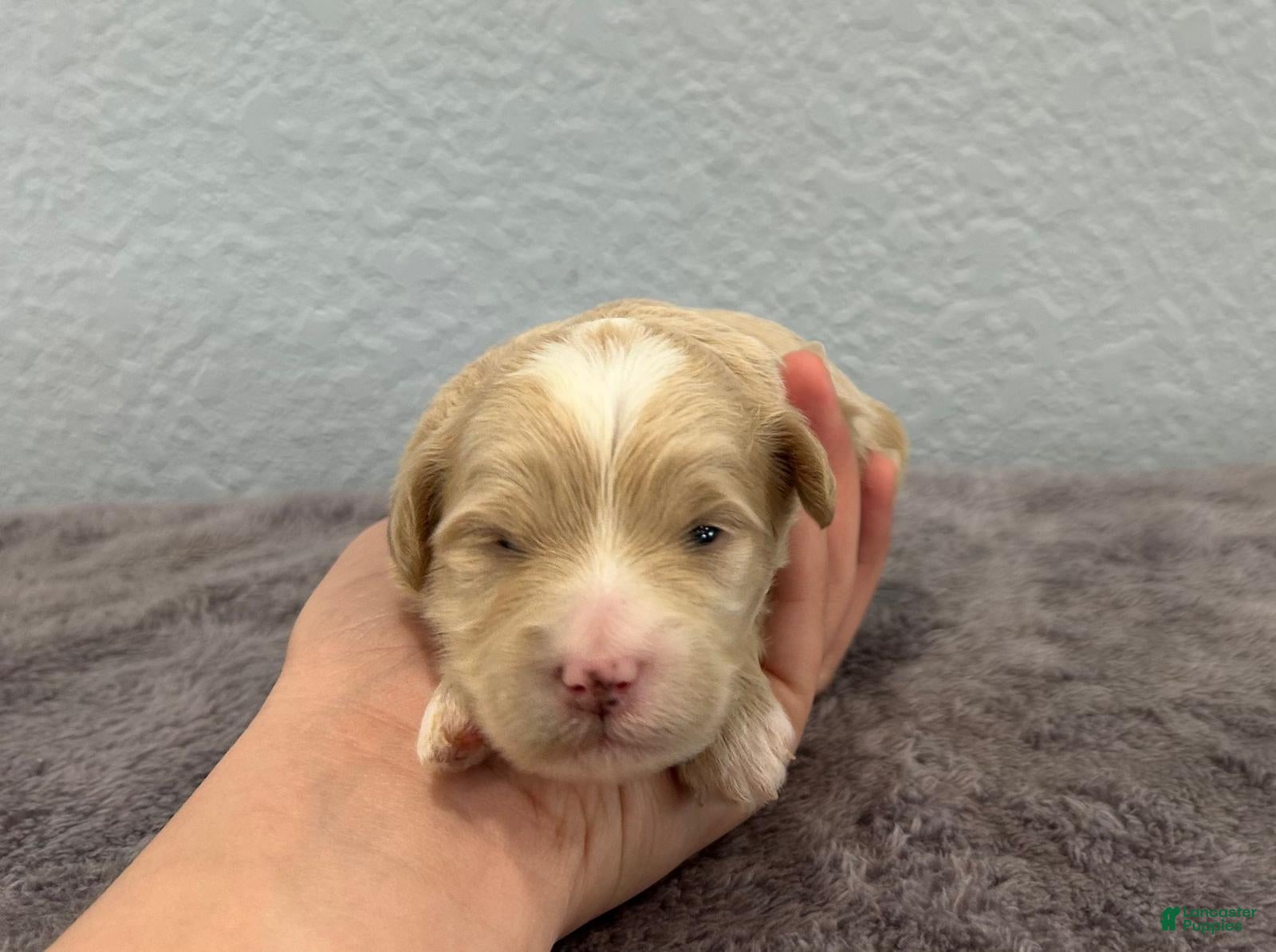 Mini Goldendoodle dogs Tinkerbell - Ad 16
