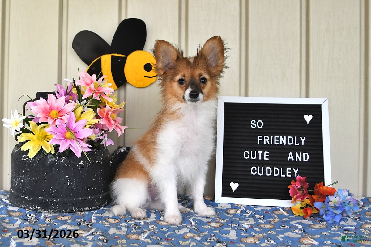 Papillon dogs Dusty - Ad 2