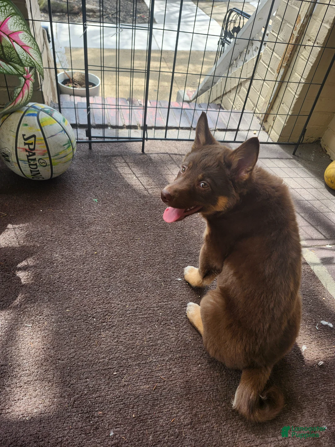 Mixed Breed dogs for sale: Mixed Breed Puppy 1 - Ad 7