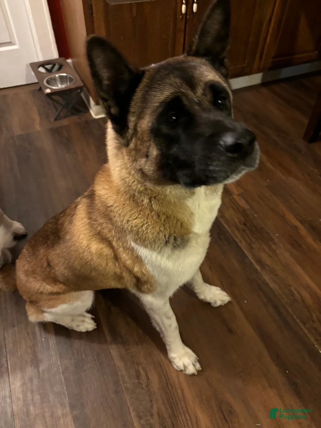 Akita dogs for sale: Akita Puppy 4 - Ad 2