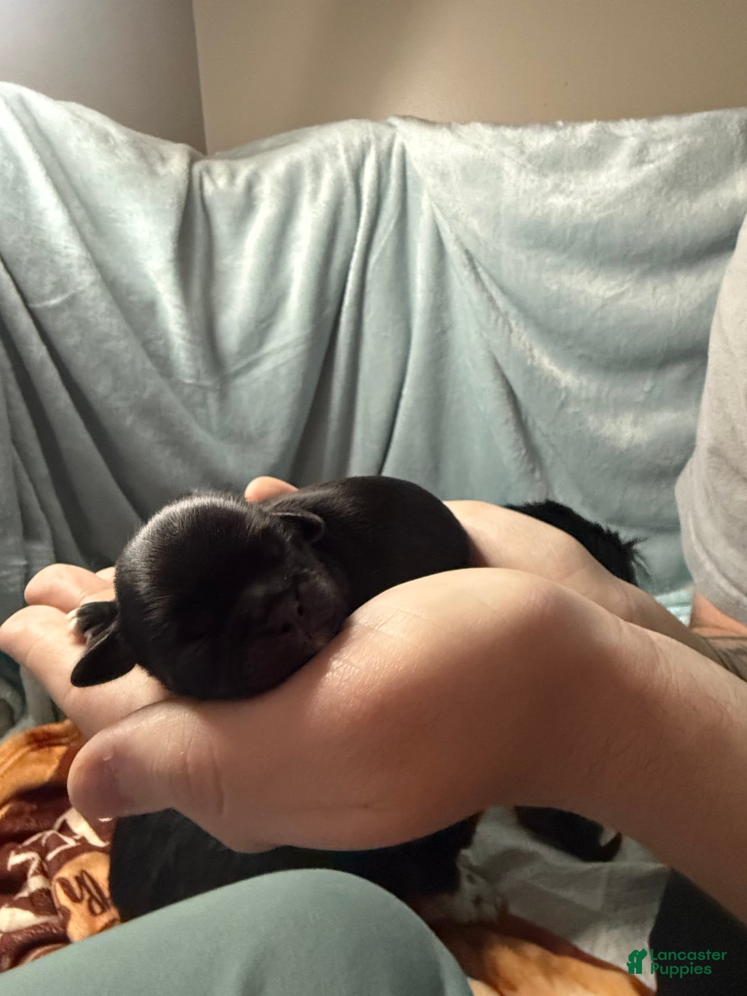 Shih Tzu dogs for sale: Raven - Ad 10