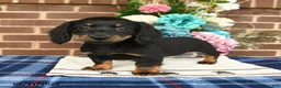 Miniature Dachshund dogs for sale: Lou - Ad 3