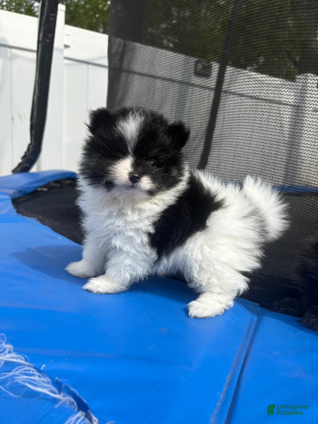Pomeranian dogs for sale: Teacup Panda  - Ad 1