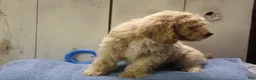 Cockapoo dogs for sale: Barry - Ad 14