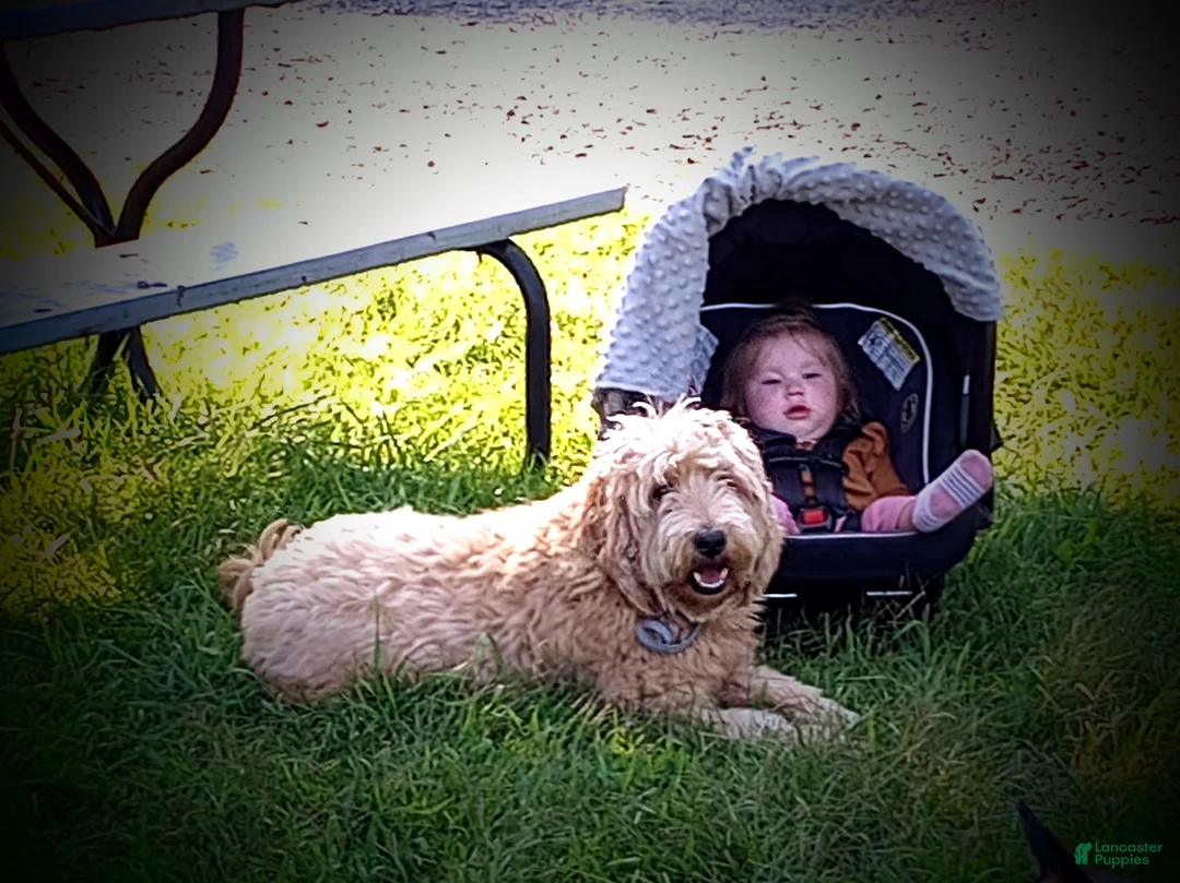 Mini Goldendoodle dogs for sale: Mini Goldendoodle (Max) - Ad 10