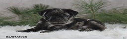 Pug dogs for sale: Brody - Ad 5