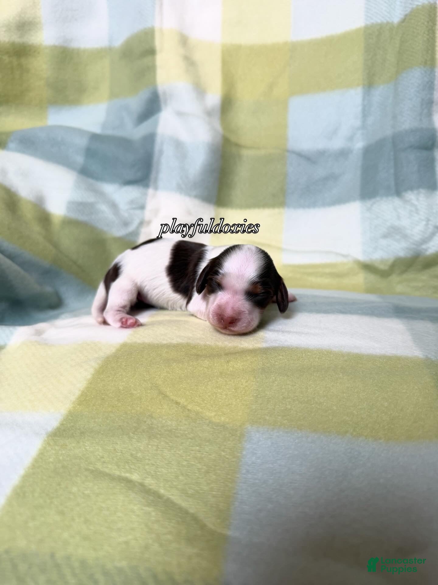 Miniature Dachshund dogs AKC Chocolate Piebald Female Long Haired Miniature Dachshund Puppy - Ad 1