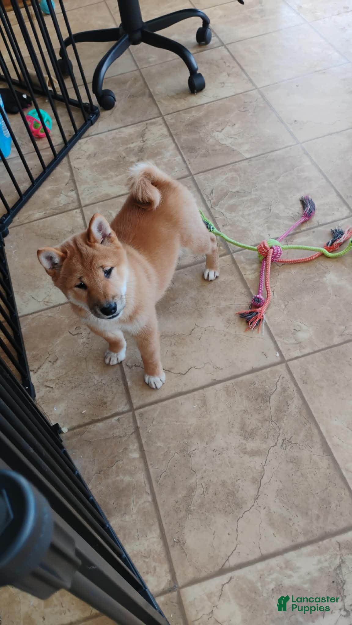 Shiba Inu dogs Ornament  - Ad 2